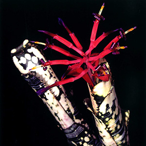 Billbergia ビルベルギア