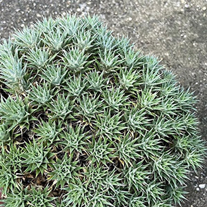 Deuterocohnia デウテロコニア