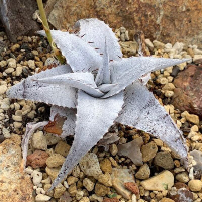 Dyckia ディッキア