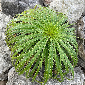 Encholirium エンコリリウム