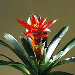 Guzmania グズマニア