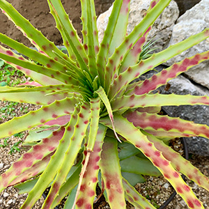 Hechtia ヘクティア