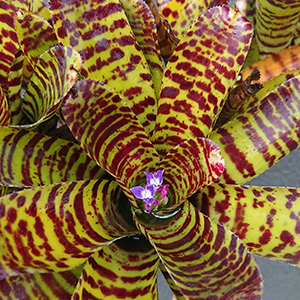 Neoregelia ネオレゲリア