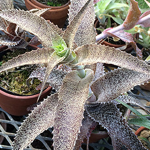Orthophytum オルソフィツム
