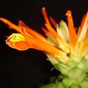 Pitcairnia ピトカイルニア