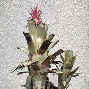 Quesnelia ケスネリア