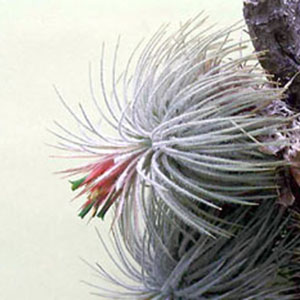 Tillandsia チランジア